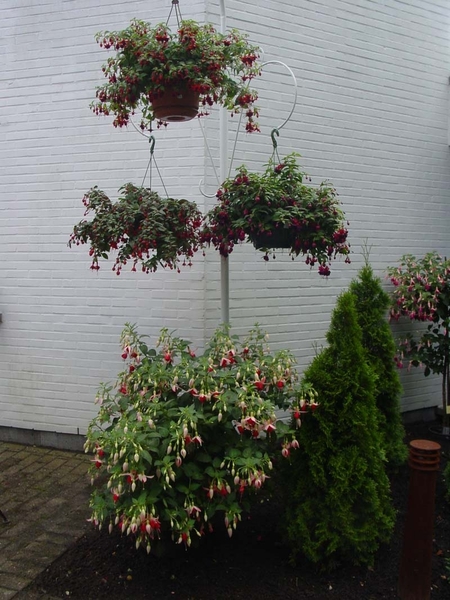 Fuchsia Neerpelt 003