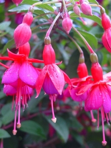 Fuchsia Neerpelt 006