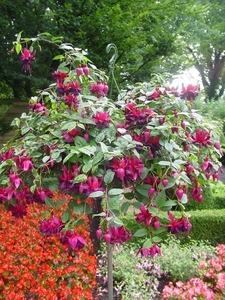 Fuchsia Neerpelt 008