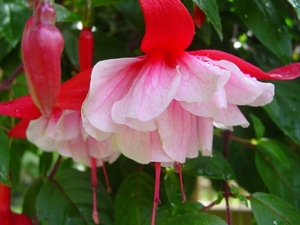 Fuchsia Neerpelt 011