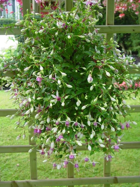 Fuchsia Neerpelt 014