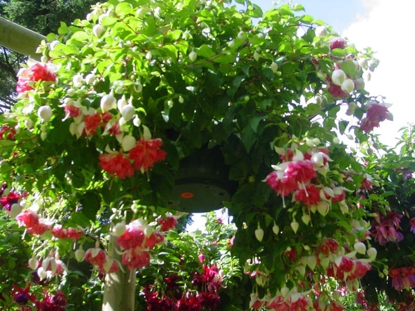 Fuchsia Neerpelt 015