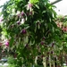 Fuchsia Neerpelt 018