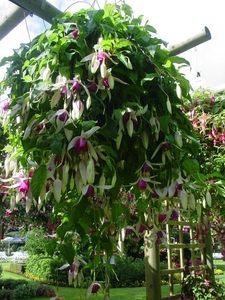 Fuchsia Neerpelt 018