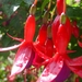 Fuchsia Neerpelt 022