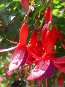 Fuchsia Neerpelt 022