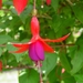 Fuchsia Neerpelt 023