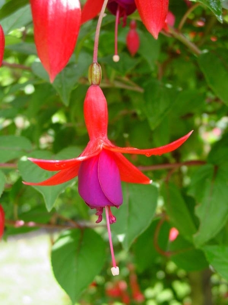 Fuchsia Neerpelt 023