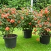 Fuchsia Neerpelt 034