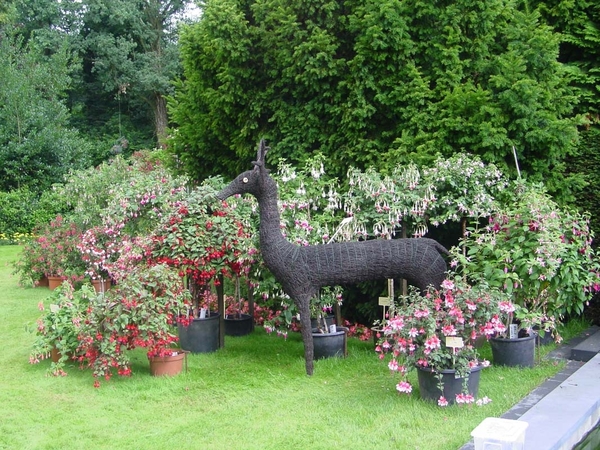 Fuchsia Neerpelt 043