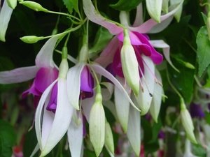 Fuchsia Neerpelt 046