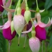 Fuchsia Neerpelt 047