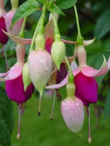 Fuchsia Neerpelt 047