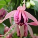 Fuchsia Neerpelt 051