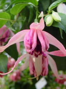 Fuchsia Neerpelt 051