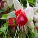 Fuchsia Neerpelt 052