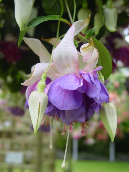 Fuchsia Neerpelt 053