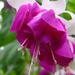 Fuchsia Neerpelt 056