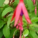 Fuchsia Neerpelt 057