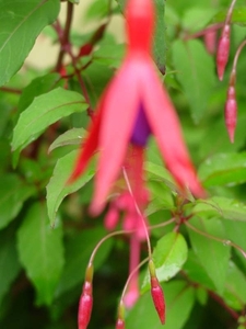 Fuchsia Neerpelt 057