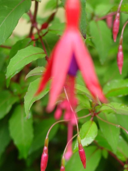 Fuchsia Neerpelt 057