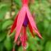 Fuchsia Neerpelt 058