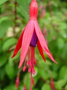 Fuchsia Neerpelt 058