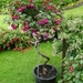 Fuchsia Neerpelt 062