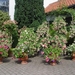 Fuchsia Neerpelt 077