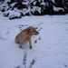 WINTERLANDSCHAP