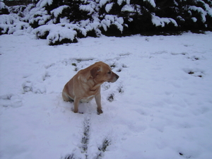 WINTERLANDSCHAP