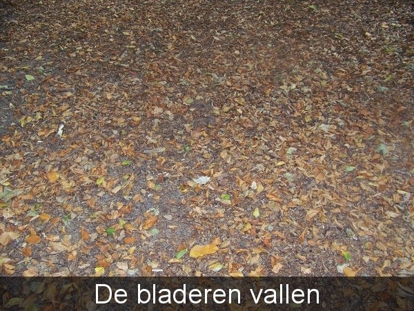Herfst in Gaasterland