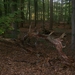 Herfst in Gaasterland