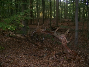 Herfst in Gaasterland