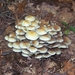 Herfst in Gaasterland