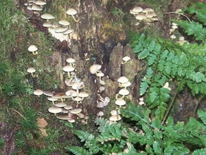 Herfst in Gaasterland