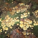 Herfst in Gaasterland