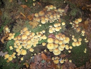 Herfst in Gaasterland
