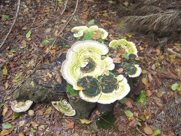 Herfst in Gaasterland