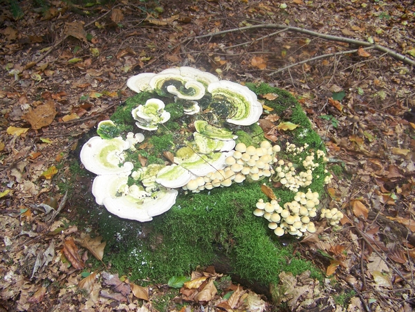 Herfst in Gaasterland