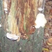 Herfst in Gaasterland