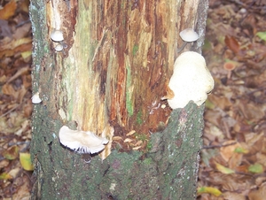 Herfst in Gaasterland