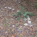 Herfst in Gaasterland