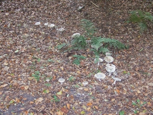 Herfst in Gaasterland