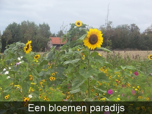 Vacantie in Zeeland