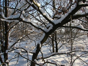 DSC02437