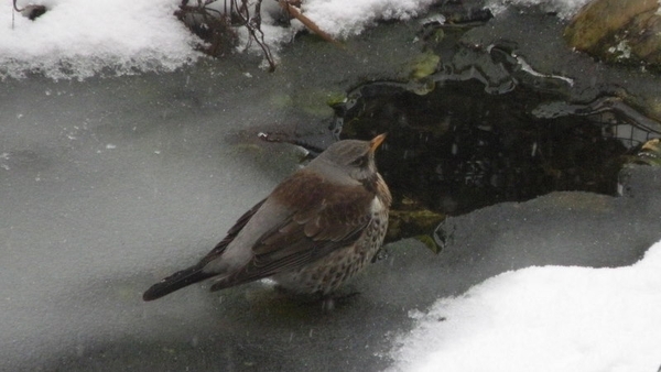 Kramsvogel