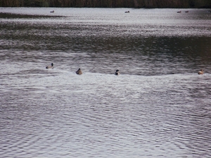 Sloten en omgeving