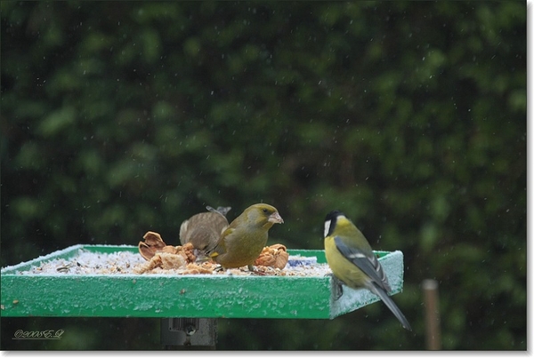 samen eten met koolmees