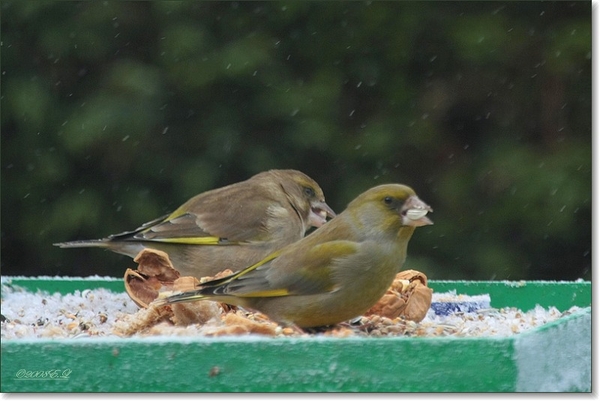 groenlingen samen